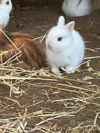 Conigli nani