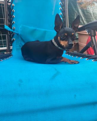 pincher toy maschio 