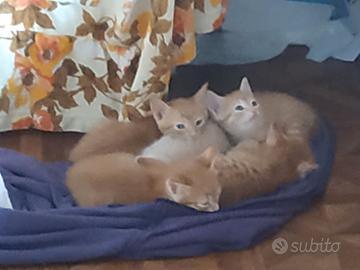 Adorabili pelosetti disponibili per adozione