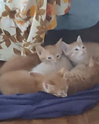 Adorabili pelosetti disponibili per adozione