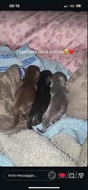 Cagnolini Chihuahua
