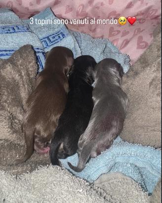 Cagnolini Chihuahua