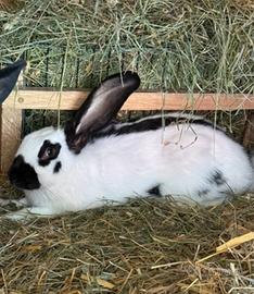 Conigli femmine razza gigante pezzata