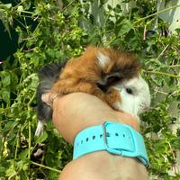 Cuccioli di Cavie - Porcellini d'india