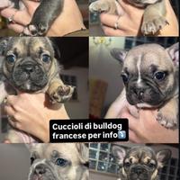 Bulldog Francese