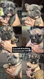 Bulldog Francese