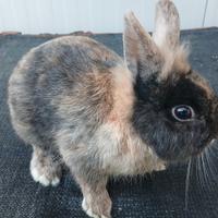 Coniglio Testa di Leone