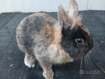 Coniglio Testa di Leone