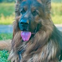 Pastore tedesco pelo lungo per monta