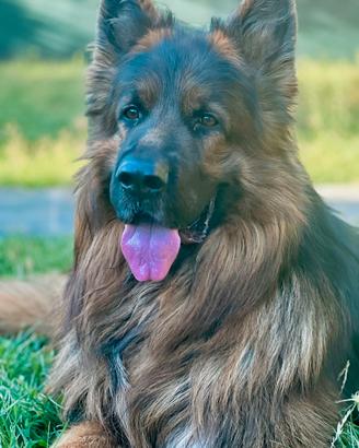 Pastore tedesco pelo lungo per monta