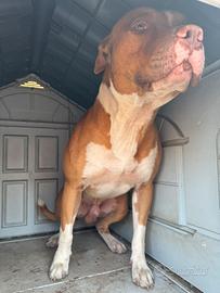 Pitbull