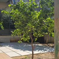 Albero limone 2 metri