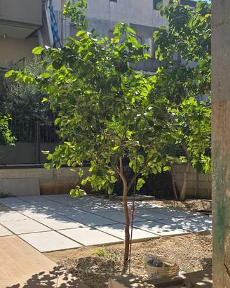 Albero limone 2 metri
