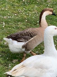 Oca cignoide femmina