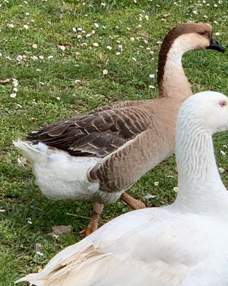 Oca cignoide femmina