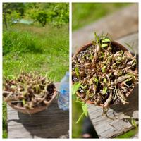 Cactus caudex pianta fiore lotto