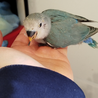 Pappagalli inseparabili pulli