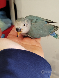 Pappagalli inseparabili pulli