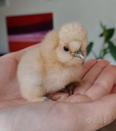 Pulcini Moroseta e legbar creme