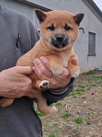 Cucciola di shiba inu