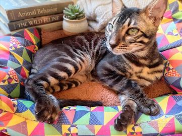 Gatto Bengala 8 mesi Eleganza felina