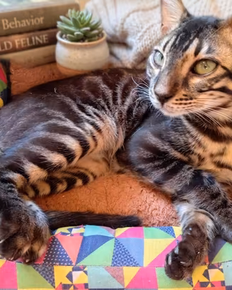 Gatto Bengala 8 mesi Eleganza felina