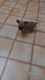 Chiwawa