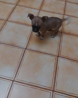 Chiwawa
