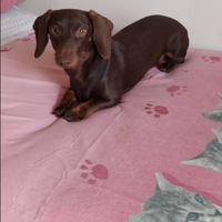 Bassotto cioccolato per monta