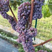 Raccolta uva / vendemmiatore / raccoglitore