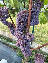 Raccolta uva / vendemmiatore / raccoglitore