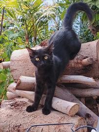 Gattini