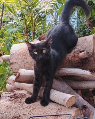 Gattini
