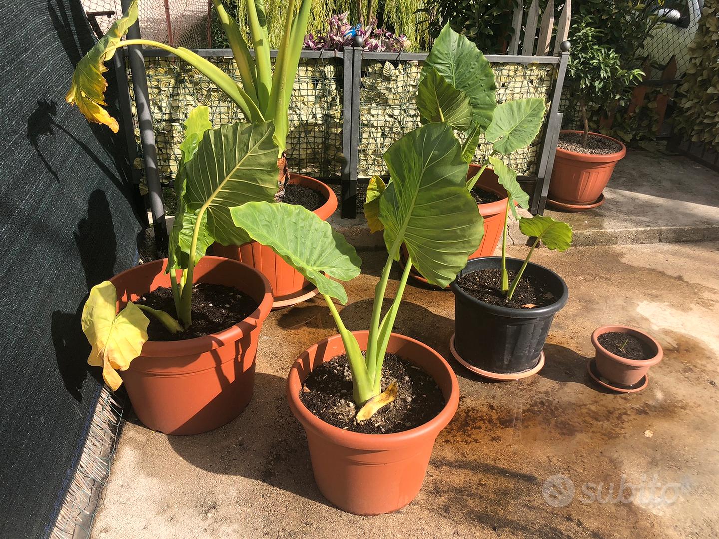 Alocasia Macrorrhizos gigante - Giardino e Fai da te In vendita a Pescara