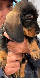 Bassotti nani a pelo duro