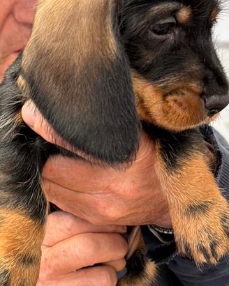 Bassotti nani a pelo duro