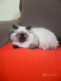 Gatti persiani himalayani