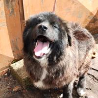 Femmina Pastore del Caucaso