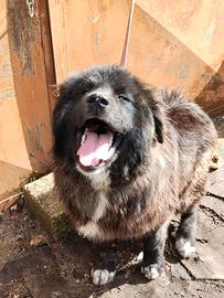 Femmina Pastore del Caucaso