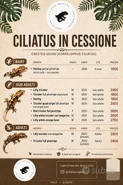 ciliatus in cessione