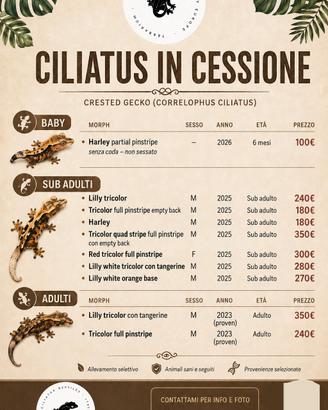 ciliatus in cessione