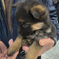Cuccioli Pastore Tedesco