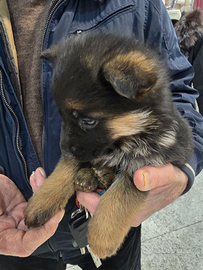 Cuccioli Pastore Tedesco
