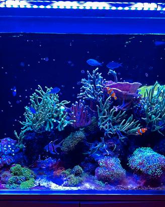 Acquario reef marino completo 325 litri