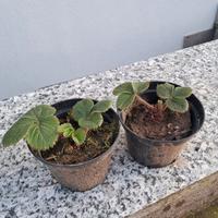 Fragole