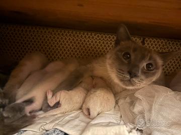 Gattini siamese thai blu