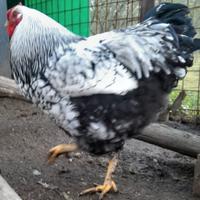 Gallo wyndotte argento orlato nero