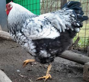 Gallo wyndotte argento orlato nero
