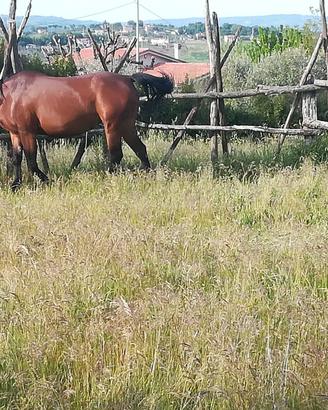 Cavallo