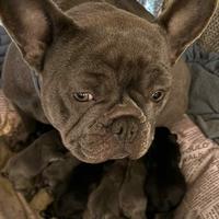 Bulldog francese